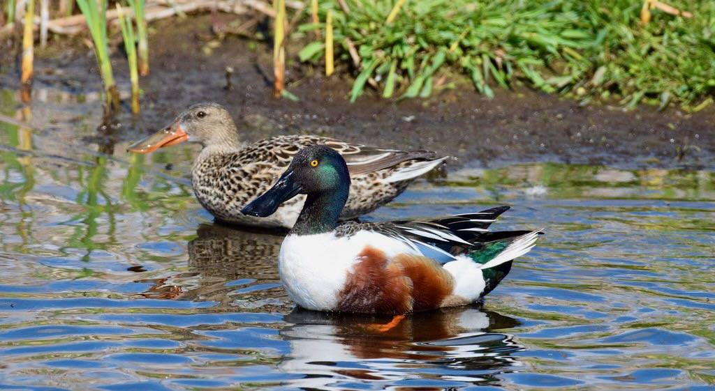 Pair of Northern Shovelers at J. Clark Salyer NWR by June Durbian/USFWS Mountain Prairie is licensed under CC BY 2.0.